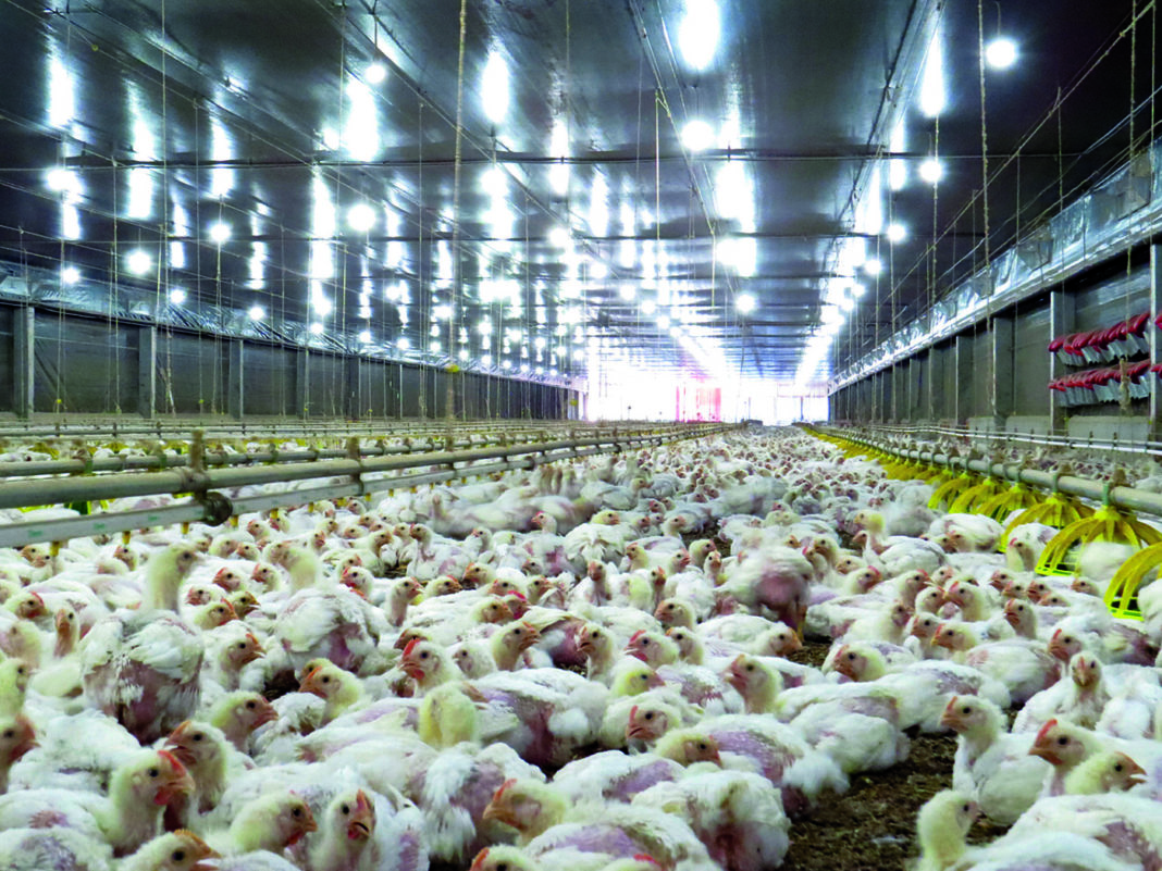 O país suspendeu, por 12 meses, as tarifas antidumping, que vigoravam desde dezembro do ano passado, sobretaxando o produto.