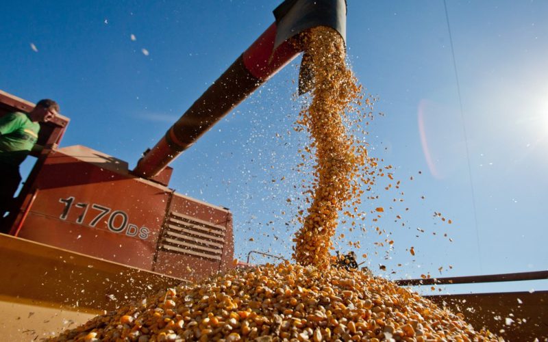agropecuária_grãos_agricultura_Comunhão