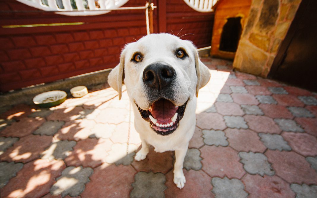 cachorro_pets_Comunhão