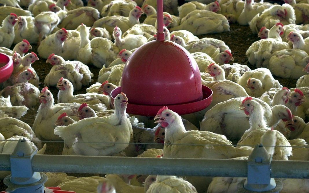 Evento em Foz do Iguaçu reúne líderes para discutir prevenção da gripe aviária. FAO e WOAH lançam estratégia global 2024-2033, visando reduzir riscos. Foto: © Arquivo/Agência Brasil