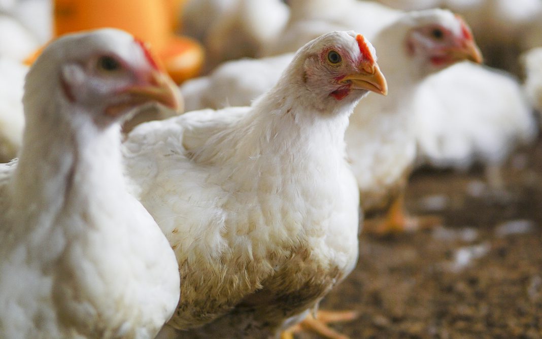 Agricultura confirma mais 5 casos de influenza aviária em aves silvestres e total sobe para 30 - Foto: Freepik