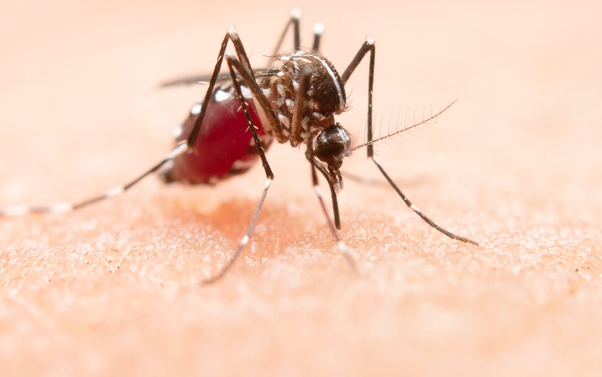 repasse_extra_ministério_da_saúde_dengue