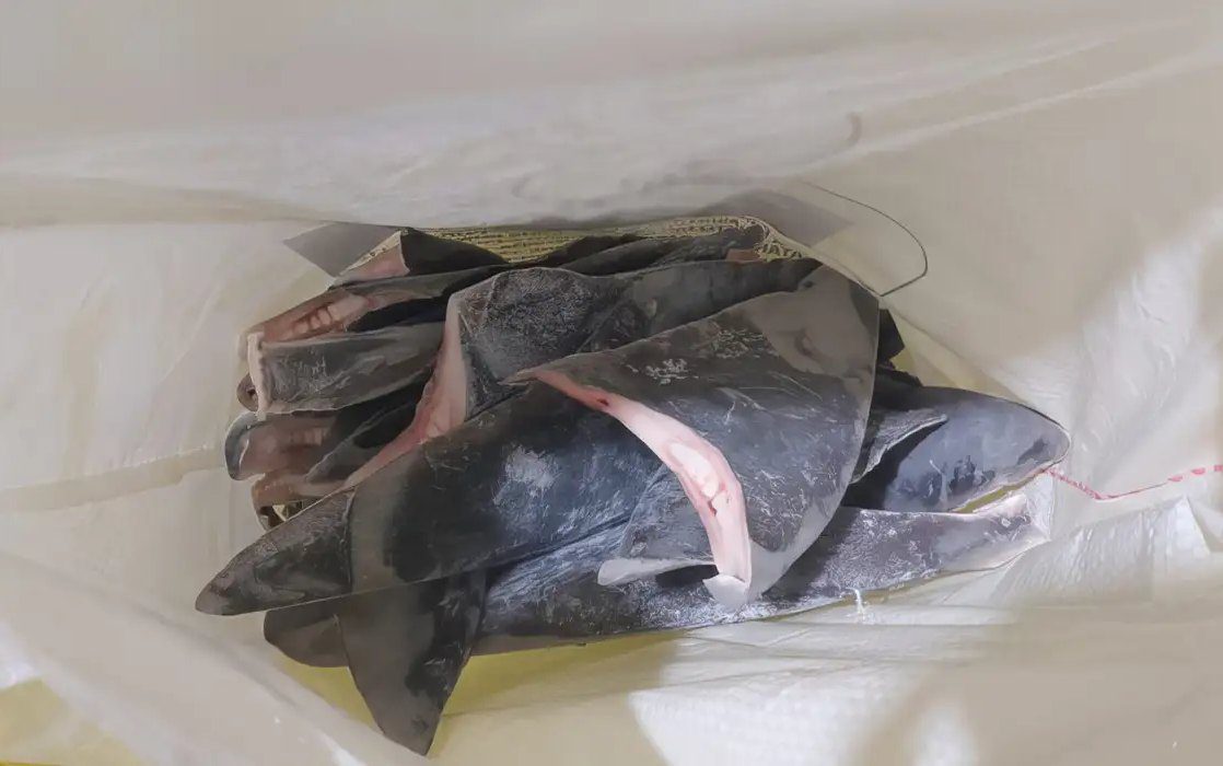 cota_pesca_2024