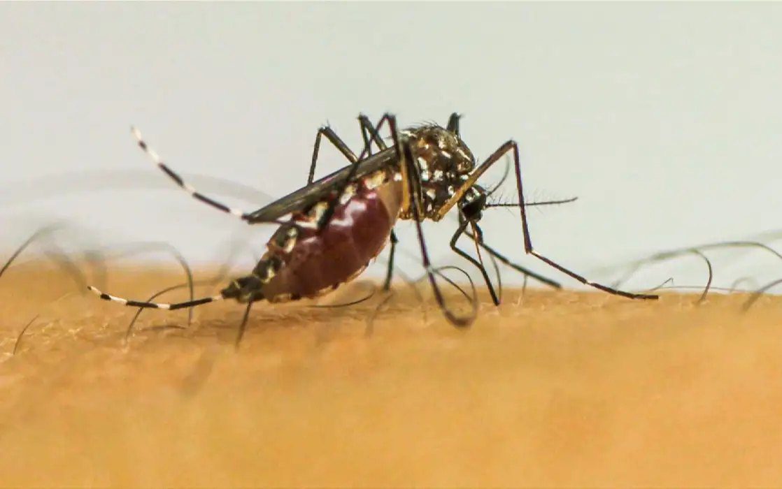 Pesquisa da Fiocruz detalha impactos severos de dengue, zika e chikungunya em gestantes e recém-nascidos, exigindo atenção redobrada e reforço na prevenção. Foto: Reprodução - TV EBC