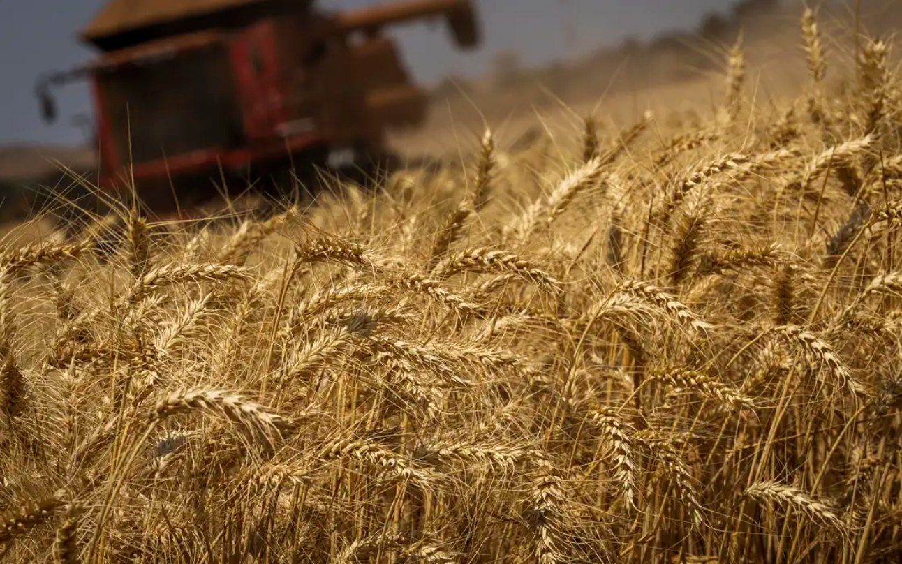 safra_grãos_2024/25_conab