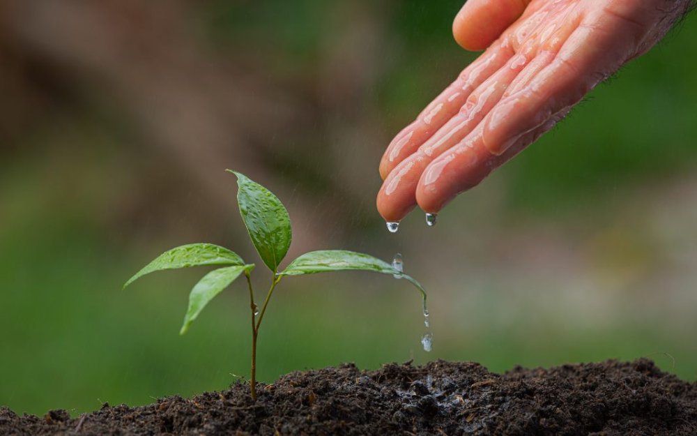Decreto do presidente Lula estabelece a Taxonomia Sustentável Brasileira (TSB) para classificar atividades e projetos alinhados a metas climáticas e sociais - Foto: Reprodução