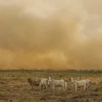 Focos de calor em janeiro de 2026 superam média histórica com 4.347 registros.