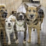 Lei do Julho Dourado reforça políticas já adotadas no Espírito Santo para saúde animal e prevenção de zoonoses. Imagem: Fotos públicas